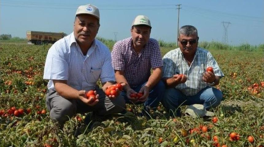 Pamuk Ambarı S&ouml;ke Ovası&rsquo;nda Sal&ccedil;alık Domates &Uuml;retimi Artıyor