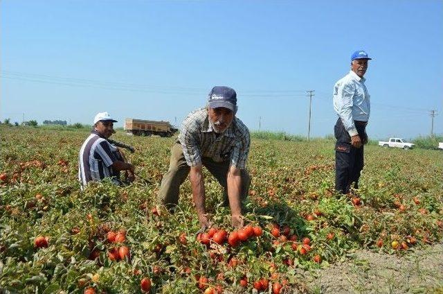 Pamuk Ambarı Söke Ovası’nda Salçalık Domates Üretimi Artıyor