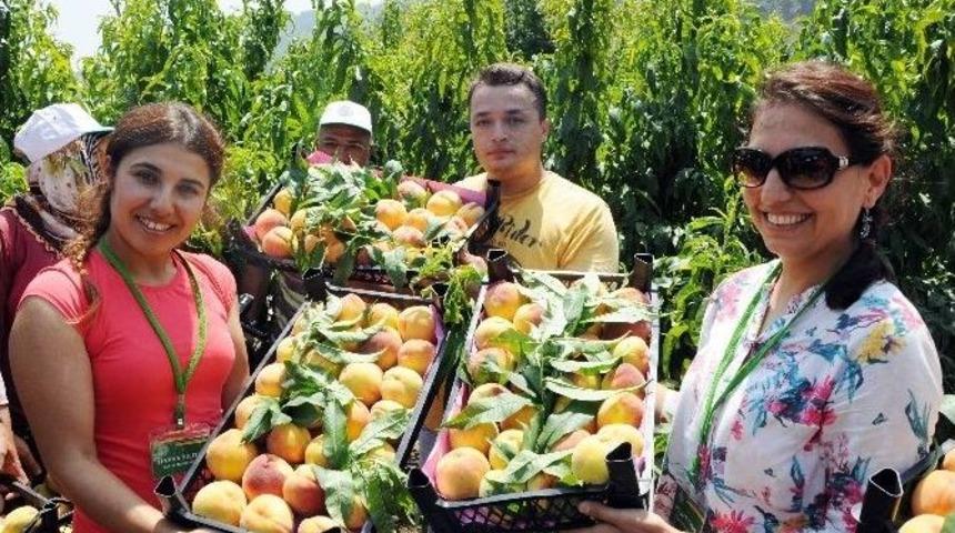 Şeftali Y&uuml;z G&uuml;ld&uuml;r&uuml;yor