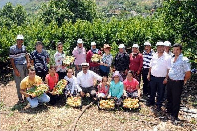 Şeftali Yüz Güldürüyor