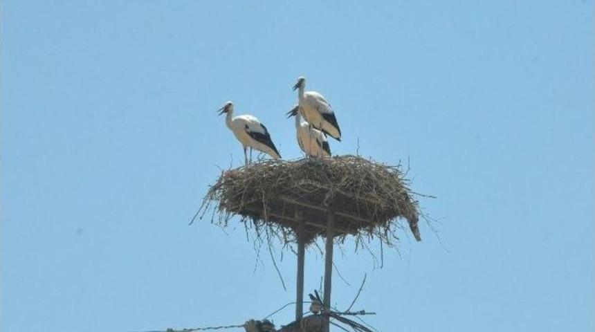 Hayvansever Başkan Leylek Yavrusunun Kurtarılmasını Sağladı