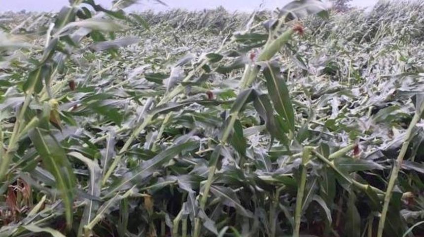 Fırtınada Devrilen Ağa&ccedil; &Uuml;zerine D&uuml;şt&uuml;