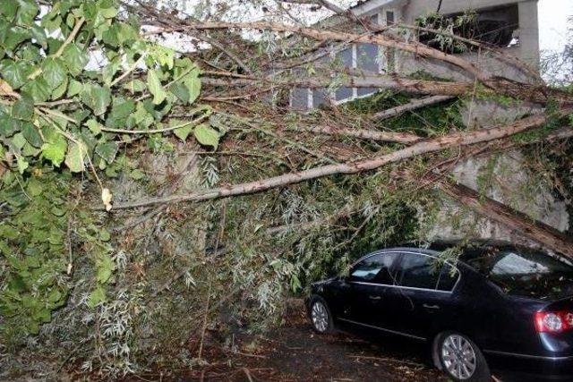 Fırtınada Devrilen Ağaç Üzerine Düştü 1