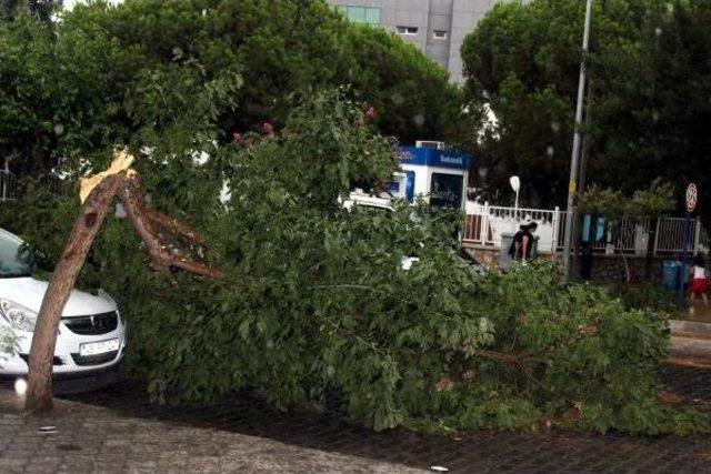 Fırtınada Devrilen Ağaç Üzerine Düştü 2