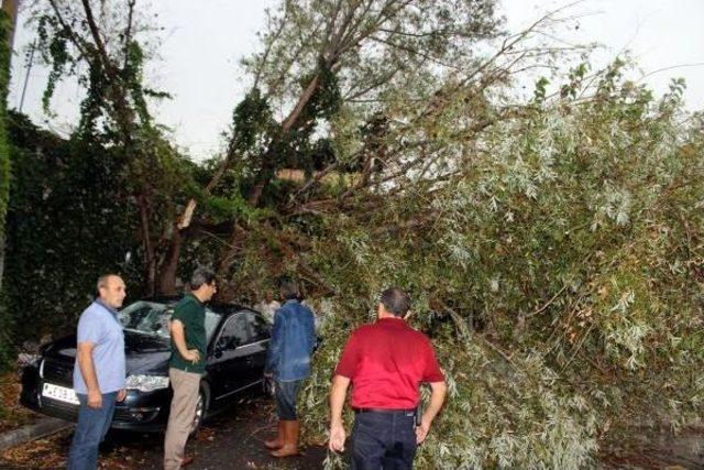 Fırtınada Devrilen Ağaç Üzerine Düştü 3
