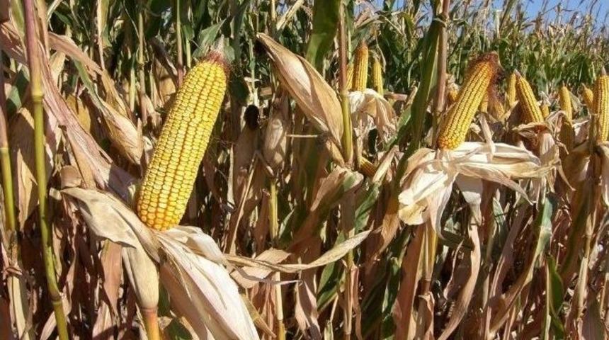 Aydın&rsquo;da 3 Bin 599 &Ccedil;ift&ccedil;iye 5,6 Milyon Mısır Primi &Ouml;denecek