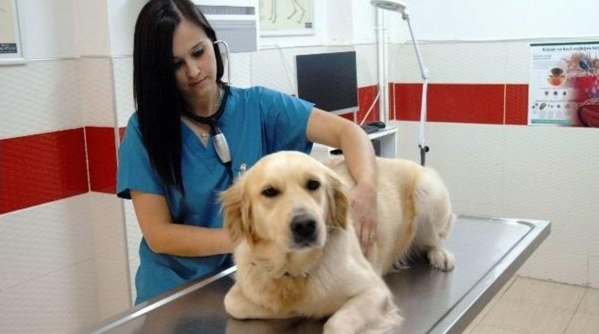 Ara&ccedil;ta Bırakılan Hayvanlar Aşırı Sıcaktan &Ouml;l&uuml;mle Burun Buruna Geliyor