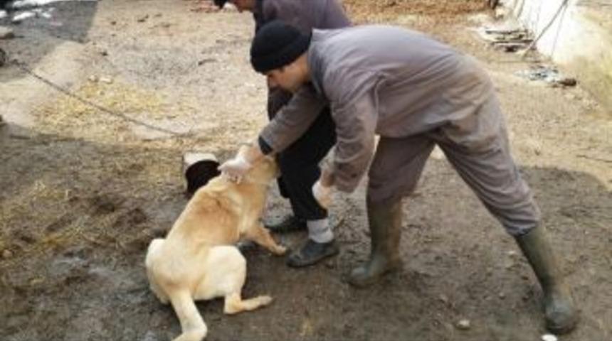 Bolu&rsquo;da 9 Bin Hayvan Kuduza Karşı Aşılandı