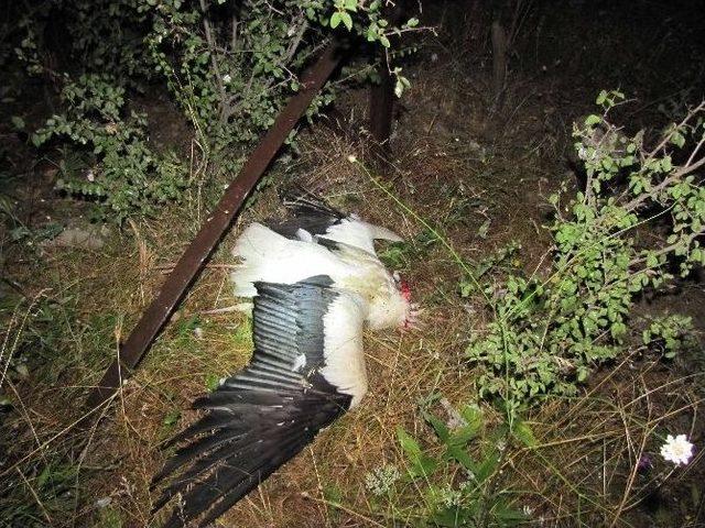 Göç Eden Leylekler, Hisarcık’ı 2 Saat Elektriksiz Bıraktı