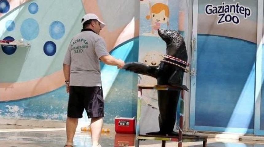 Gaziantep'te Fokların G&ouml;sterisine Yoğun Ilgi