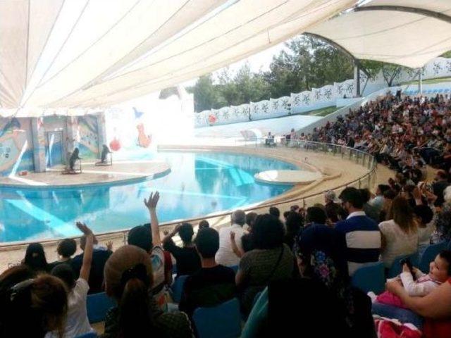 Gaziantep'te Fokların Gösterisine Yoğun Ilgi