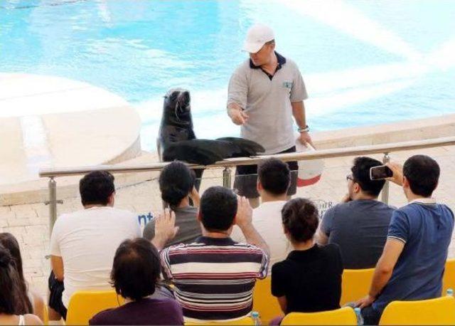 Gaziantep'te Fokların Gösterisine Yoğun Ilgi