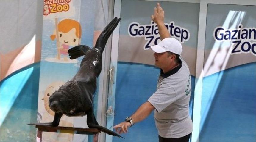 Fokların G&ouml;sterileri Yoğun İlgi G&ouml;r&uuml;yor