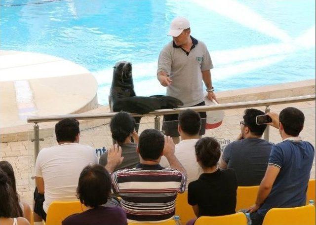 Fokların Gösterileri Yoğun İlgi Görüyor