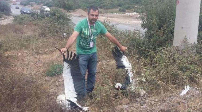 Dilovası'nda Leylekler Telef Oldu