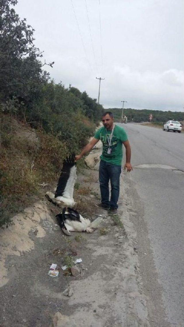 Dilovası'nda Leylekler Telef Oldu