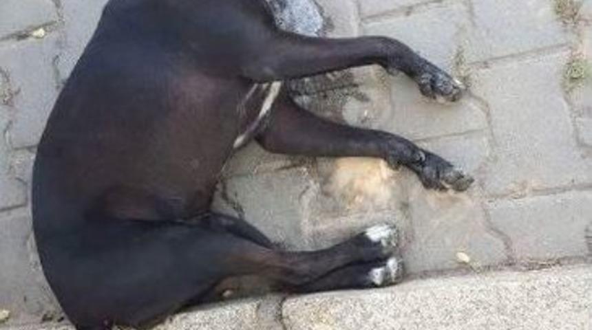 Ezine&rsquo;de K&ouml;pek Katliamı