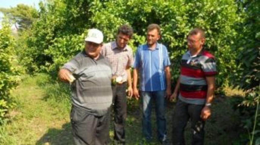 Limon Hasadını Erken Yapmayın Uyarısı