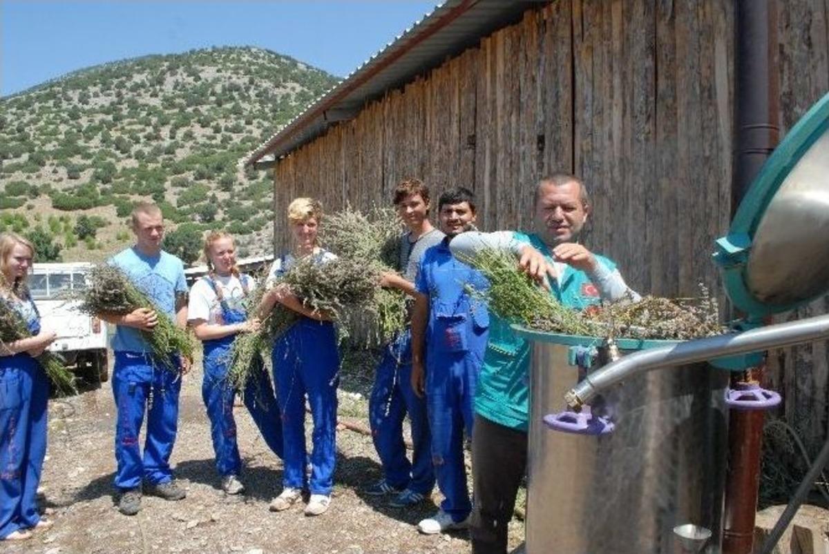 Burdur&rsquo;da Lavanta Yağı &Uuml;retimi