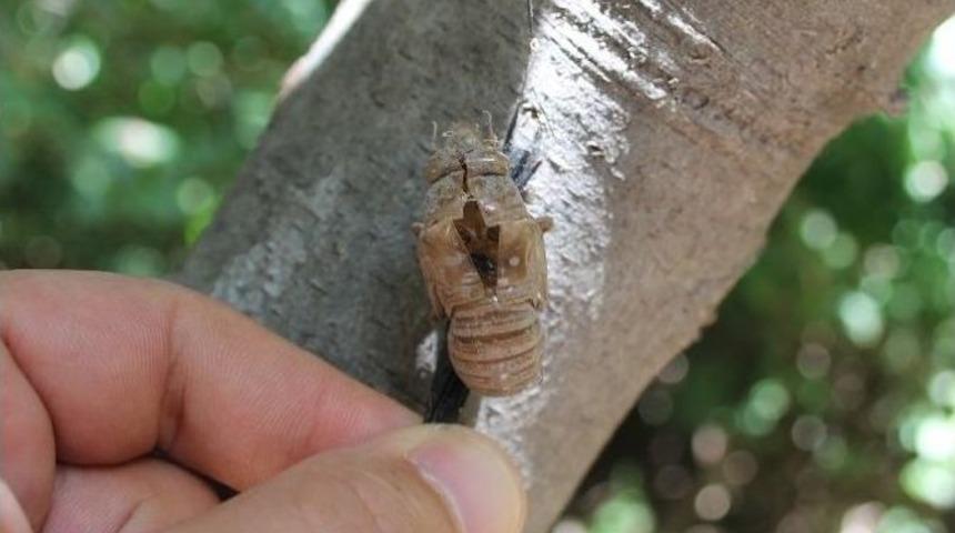 Ağustos Ayı Ağustos B&ouml;ceklerini De Beraberinde Getirdi