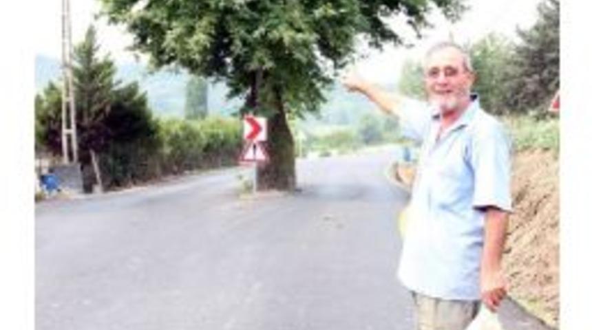 Yol Ortasında Kalan &Ccedil;ınar K&ouml;y&uuml;n Timsali Oldu