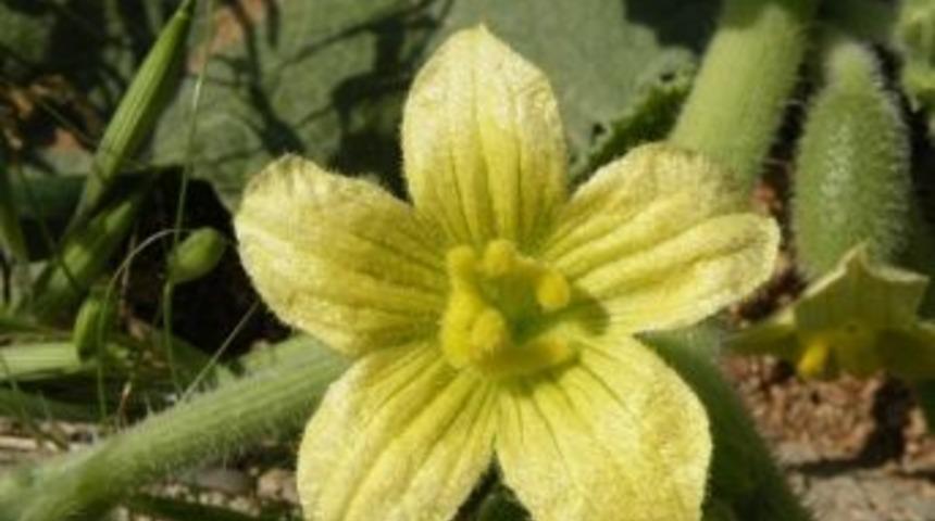 Sanal Herbaryumu Kullanıma A&ccedil;ıldı