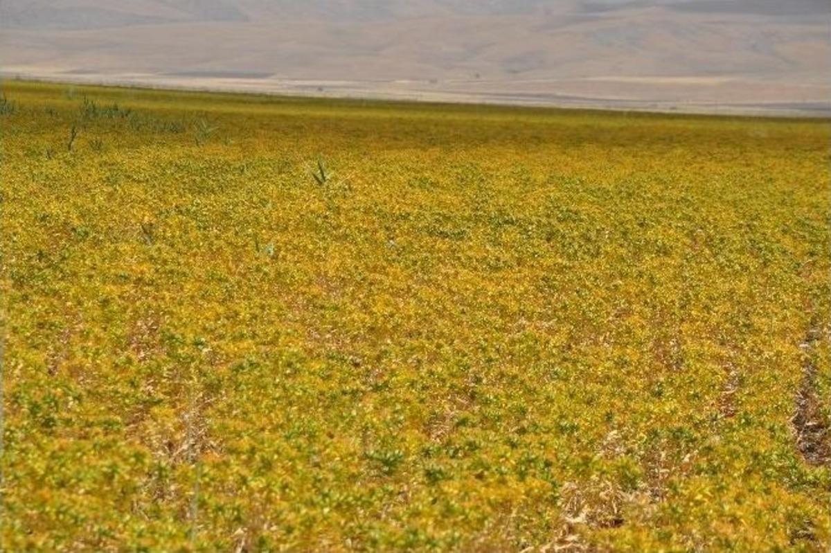 Muş Ovası&rsquo;nda Aspir &Uuml;retimi