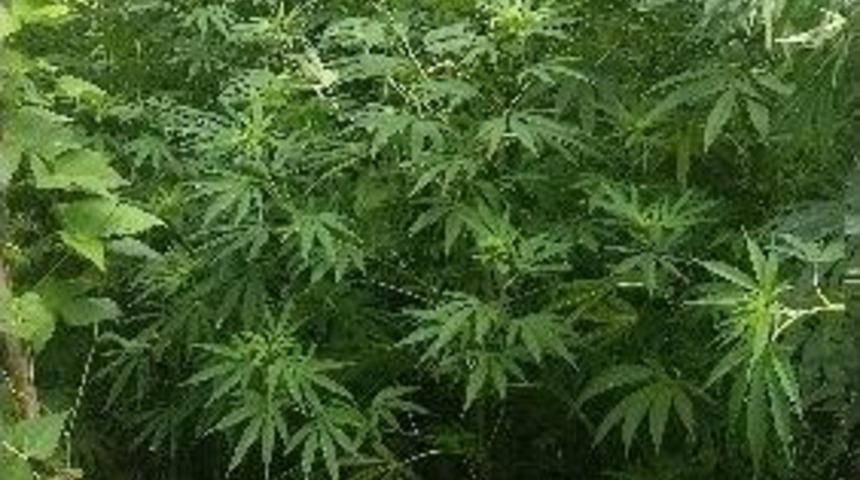 Jandarmadan Uyuşturucuya Darbe