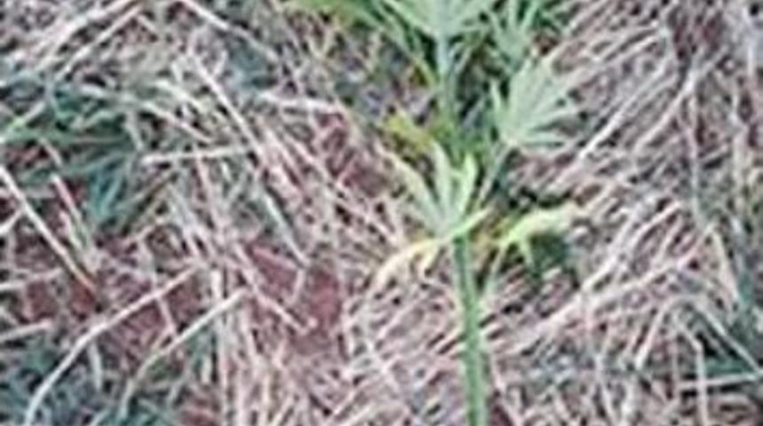 Mısır Tarlasında 265 Bin 860 K&ouml;k Hintkeneviri Ele Ge&ccedil;irildi