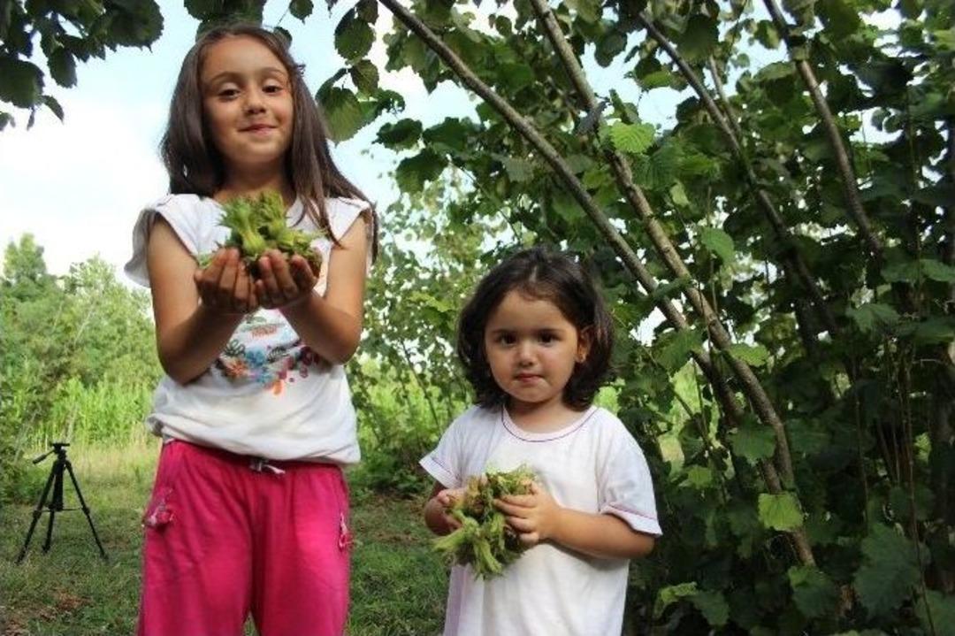 Samsun&rsquo;da Fındık Hasadı Başladı