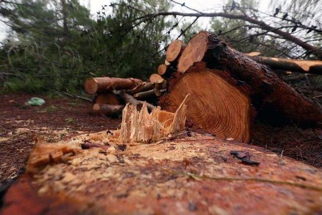 End&uuml;striyel Orman Kesimine Tepki 1