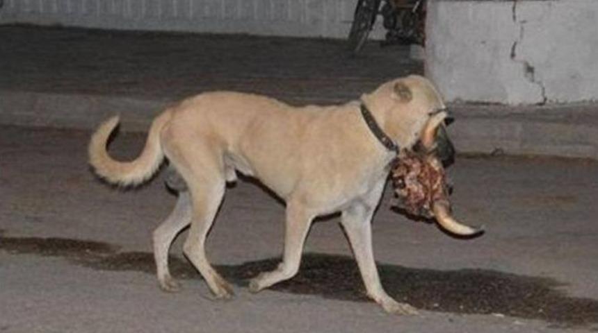 K&ouml;pek Koskoca Dana Kafasını B&ouml;yle G&ouml;t&uuml;rd&uuml;