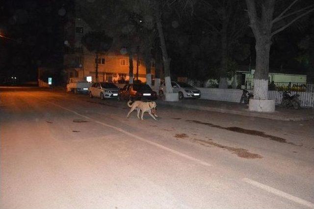 Köpek Koskoca Dana Kafasını Böyle Götürdü