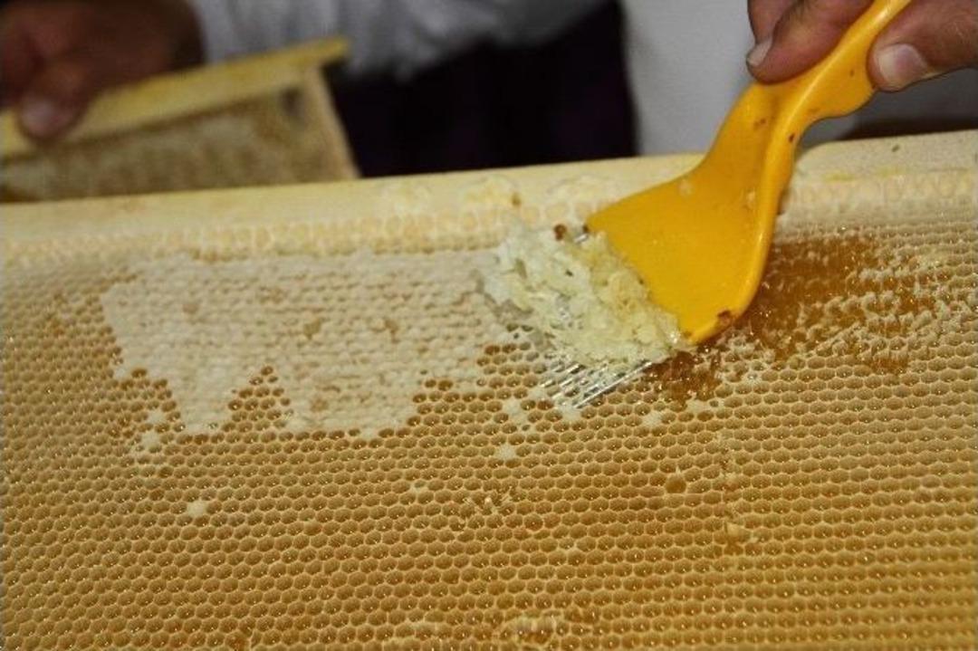 Bal &Uuml;retiminde Rekor Artış