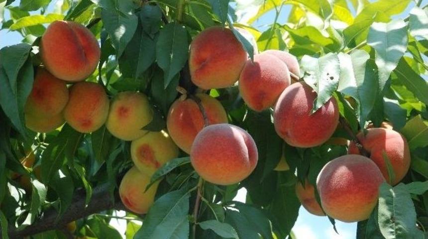 Tokat Şeftalisi Kalitesi İle Tercih Ediliyor