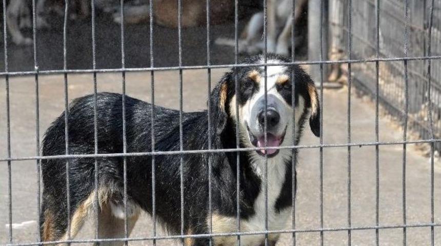 Sıcaktan Bunalan Hayvanları Fıskiyeyle Serinletiyorlar