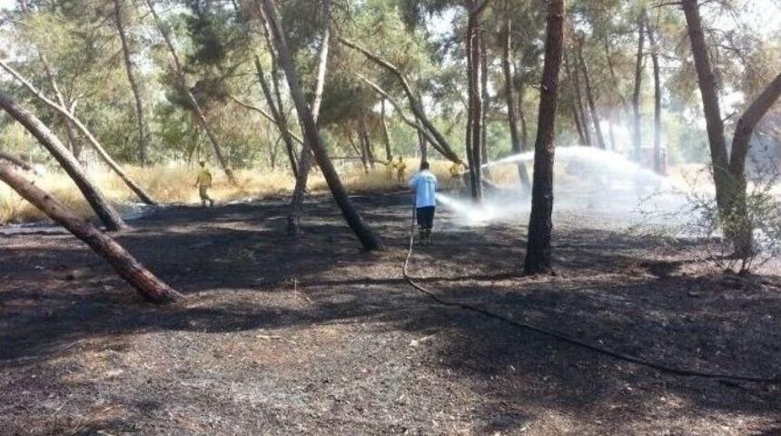 &Ccedil;amlıktaki Yangın Korkuttu