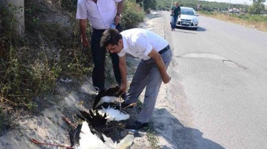Dilovası'nda Telef Olan Leyleklere Inceleme