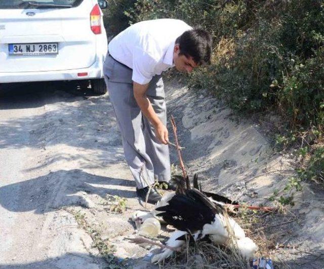 Dilovası'nda Telef Olan Leyleklere Inceleme