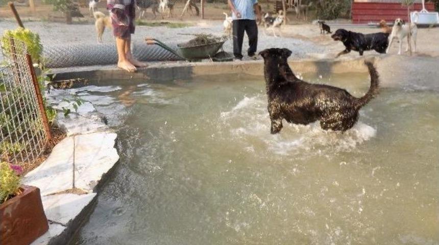 Haydos Sakinleri Havuzda Serinliyor