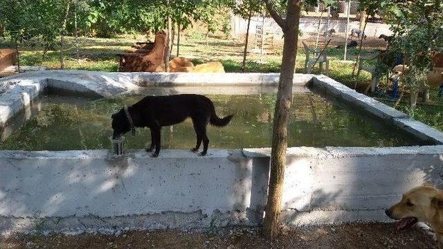 Haydos Sakinleri Havuzda Serinliyor