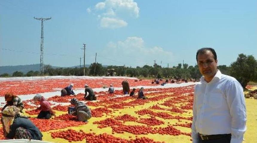 Avrupa'nın Domatesi Torbalı'da Kuruyor
