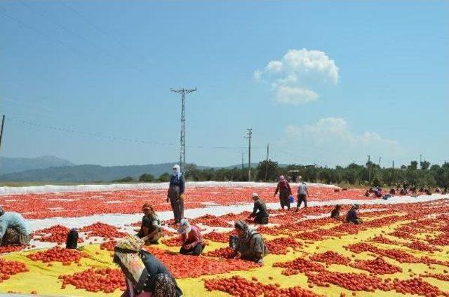 Avrupa'nın Domatesi Torbalı'da Kuruyor