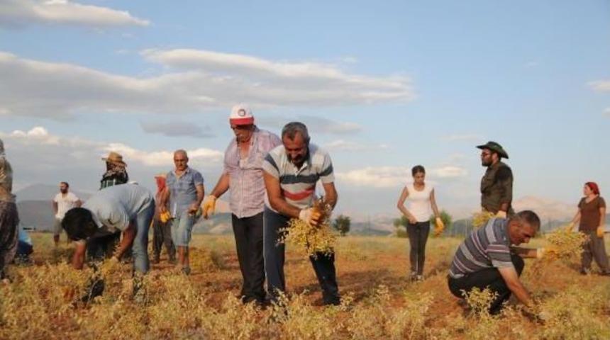 Tkp'li Ovacık Belediye Başkanı'nın Nohut Hasadı