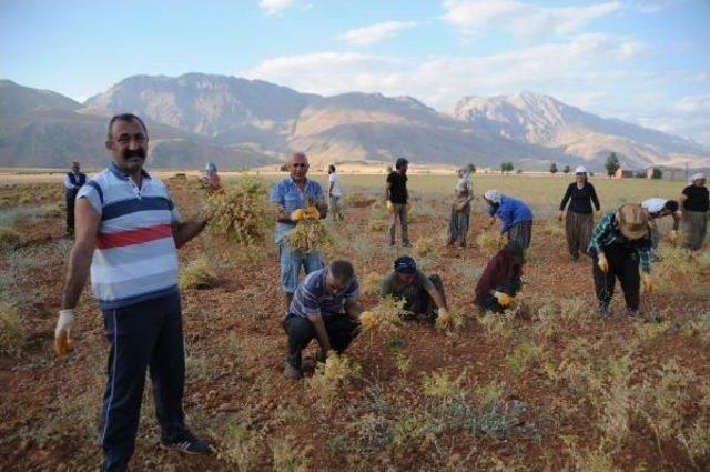 Tkp'li Ovacık Belediye Başkanı'nın Nohut Hasadı