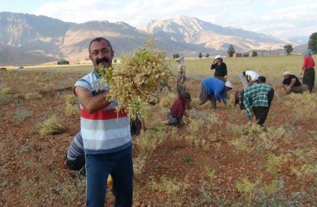 Tkp'li Ovacık Belediye Başkanı'nın Nohut Hasadı