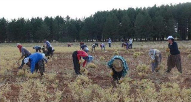 Tkp'li Ovacık Belediye Başkanı'nın Nohut Hasadı