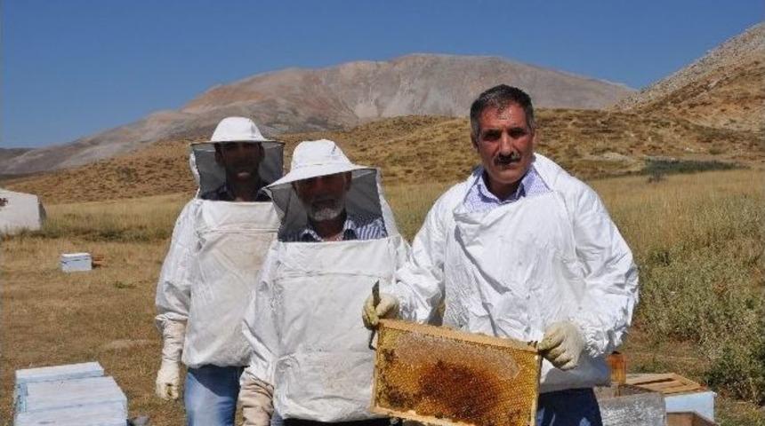 Sincik&rsquo;te Bal Hasadı Başladı