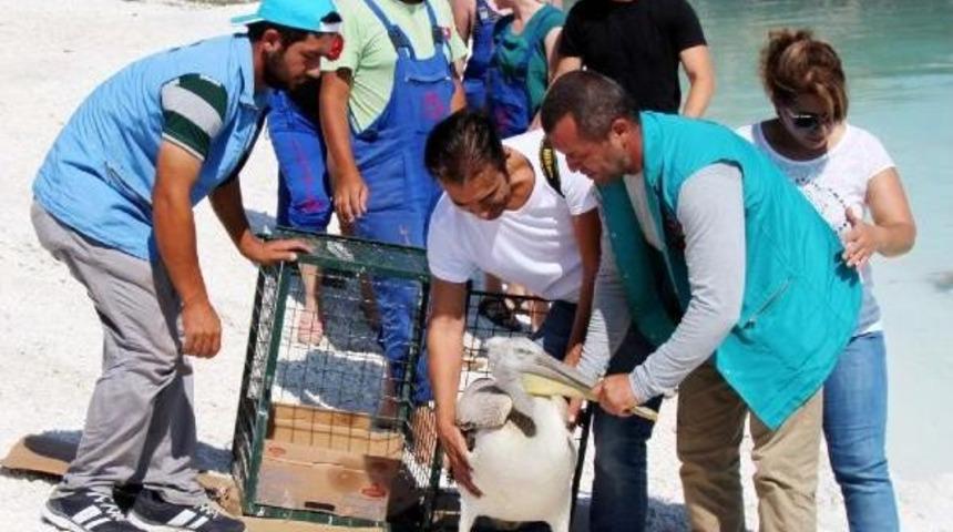 Tedavisi Tamamlanan Tepeli Pelikan Salda G&ouml;l&uuml;'ne Bırakıldı