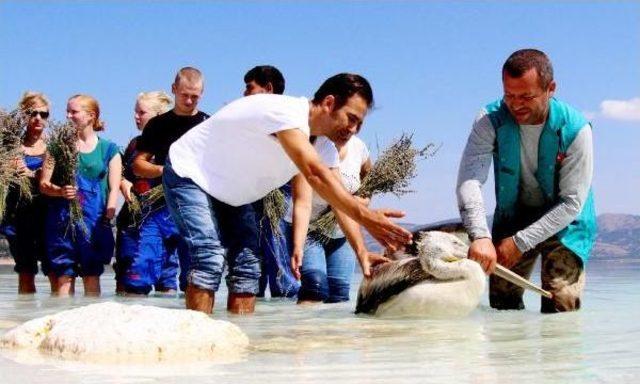 Tedavisi Tamamlanan Tepeli Pelikan Salda G&ouml;l&uuml; ne Bırakıldı 1